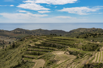 Vino la Calabria si racconta a Roma un anno di successi e un 2026 di nuova promozione Vino la Calabria si racconta a Roma un anno di successi e un 2026 di nuova promozione