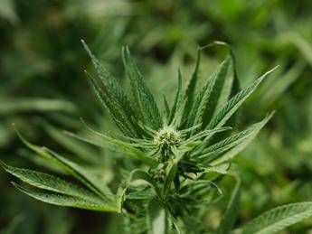 Cannabis light Consiglio Stato accoglie ricorso le aziende possono continuare a lavorare Cannabis light Consiglio Stato accoglie ricorso le aziende possono continuare a lavorare