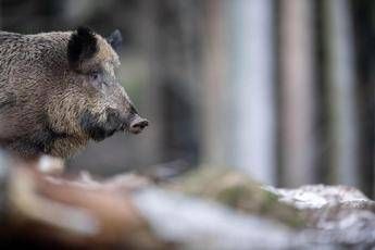 Caricato da un cinghiale durante battuta di caccia morto pensionato
