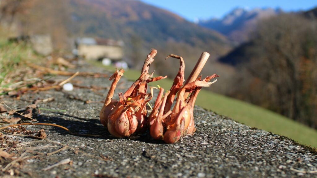 Cipolla Spissighi una risorsa tradizionale della Val Camonica da valorizzare