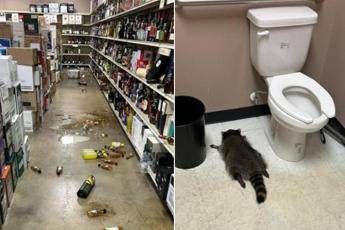 Il ladro di liquori e un procione si ubriaca in negozio e sviene Il ladro di liquori e un procione si ubriaca in negozio e sviene