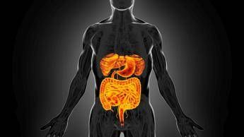 Intestino sempre giovane e possibile come fermare invecchiamento e prevenire tumori