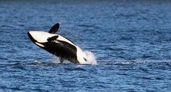 Le orche si alleano con i delfini La nuova strategia nella caccia ai salmoni Le orche si alleano con i delfini La nuova strategia nella caccia ai salmoni