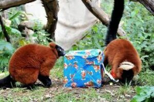 Natale al Bioparco di Roma fitto calendario di appuntamenti dedicati alle famiglie