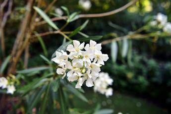 Oleandri anche il fumo e killer il caso di 76 bovini morti Oleandri anche il fumo e killer il caso di 76 bovini morti