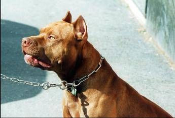 Pitbull attacca padrone e viene ucciso il veterinario Cane non educato diventa problema