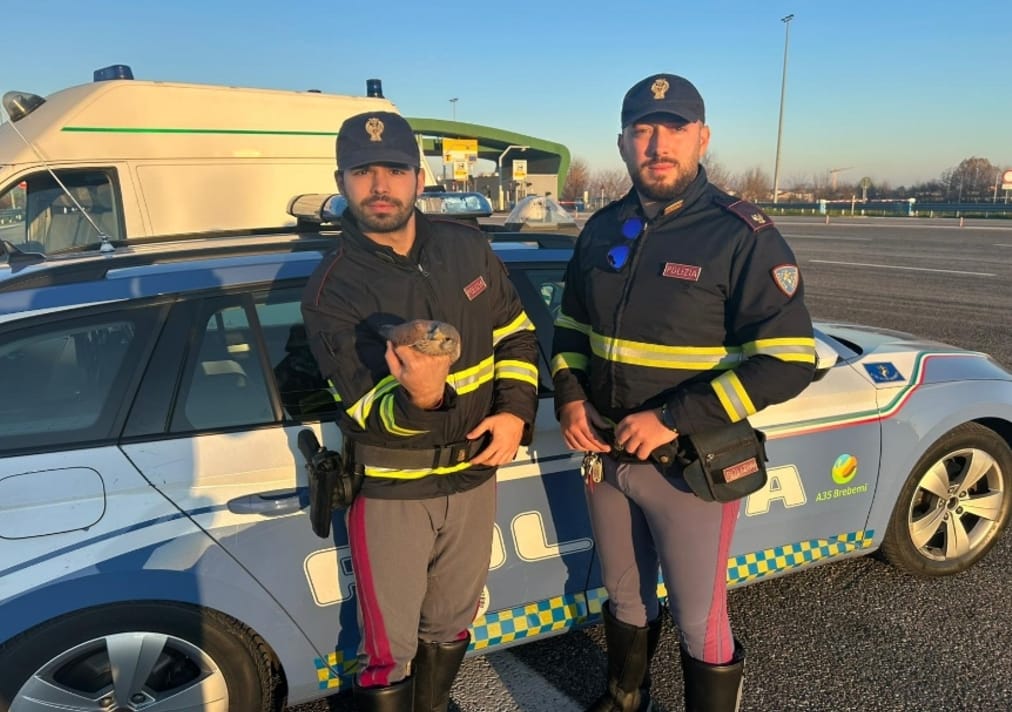 Polizia Stradale. La Polizia di Stato soccorre in autostrada e salva un falco ferito