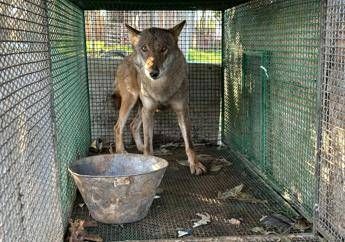 Traffico di droga a Foggia trovato anche un lupo chiuso in gabbia Video Traffico di droga a Foggia trovato anche un lupo chiuso in gabbia Video