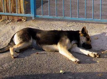 Uccide il cane a calci ma il fratellino lo vede e chiama i carabinieri giovane denunciato nel Nuorese