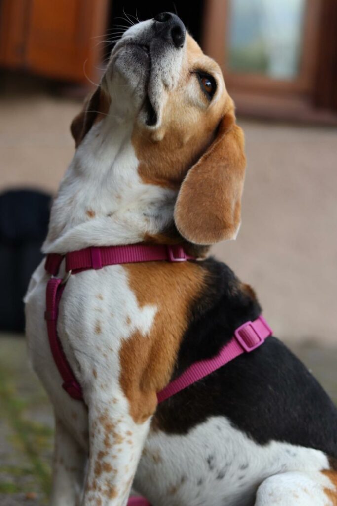 ATTENZIONE – CAGNOLINA SMARRITA A SONICO (BS)