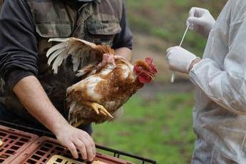 Aviaria 60 focolai in Ue. La Commissione Monitoriamo attentamente