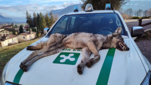 Rinvenuto un lupo morto a Rovetta prosegue il monitoraggio dei grandi carnivori Rinvenuto un lupo morto a Rovetta prosegue il monitoraggio dei grandi carnivori