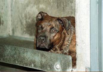 Salerno bimbo di 13 mesi azzannato dal pitbull in casa Salerno bimbo di 13 mesi azzannato dal pitbull in casa