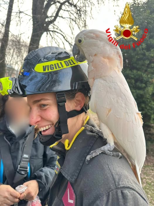 Salvataggio a lieto fine a Campo Marte recuperato un pappagallo in difficoltà