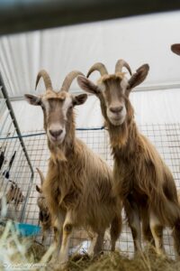 26esima Fiera delle Capre 24esima Fiera dellasinello domenica 8 febbraio ad Ardesio 26esima Fiera delle Capre & 24esima Fiera dell’asinello, domenica 8 febbraio ad Ardesio