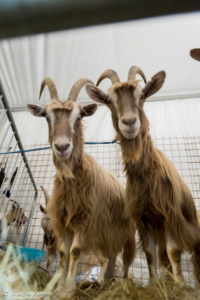 26esima Fiera delle Capre & 24esima Fiera dell’asinello, domenica 8 febbraio ad Ardesio