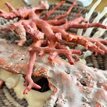 Ambiente il corallo come ponte tra Italia e Tunisia a Torre del Greco workshop su filiera