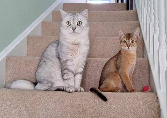 Cancro la scoperta sui tumori dei gatti lo studio e le nuove speranze