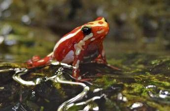Epibatidina tossina della rana freccia cose il veleno che potrebbe aver ucciso Navalny Epibatidina tossina della rana freccia cose il veleno che potrebbe aver ucciso Navalny