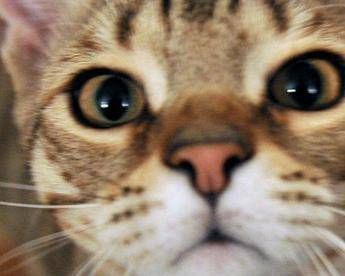 Micio che passione il 32 degli italiani gioca piu di 2 ore a settimana con il proprio gatto