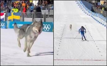 Milano Cortina nella gara di sci di fondo spunta un lupo. Cose successo alle Olimpiadi Milano Cortina nella gara di sci di fondo spunta un lupo. Cose successo alle Olimpiadi