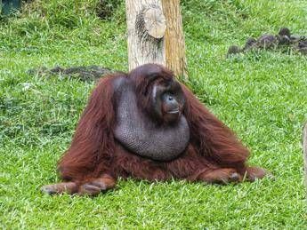 Scimpanze e alcol confermata lipotesi della scimmia ubriaca tracce di etanolo nelle urine Scimpanze e alcol confermata lipotesi della scimmia ubriaca tracce di etanolo nelle urine