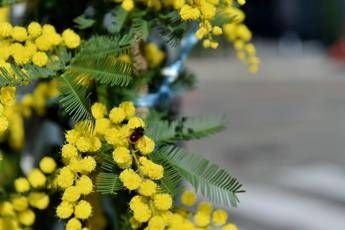 8 marzo lAbc della mimosa perche si regala dove nasce e come conservarla
