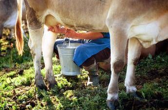 Formaggi a latte crudo i benefici in un documento Troppo allarmismo