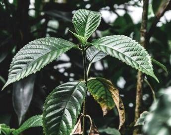 Droghe esplode luso di kratom negli Usa segnalazioni cresciute di 65 volte in un decennio