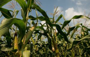 Giorni del Melgotto Mais Spinato di Gandino 3