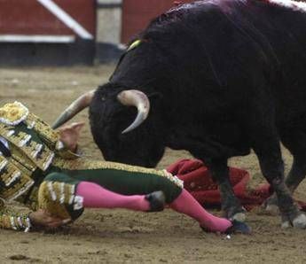 Il toro incorna e uccide il torero lo choc in Spagna Il toro incorna e uccide il torero lo choc in Spagna