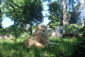 Le Cornelle (Valbrembo), boom di visitatori nel weekend 25-26 aprile okapi, leoni bianchi e nuove nascite attirano il pubblico