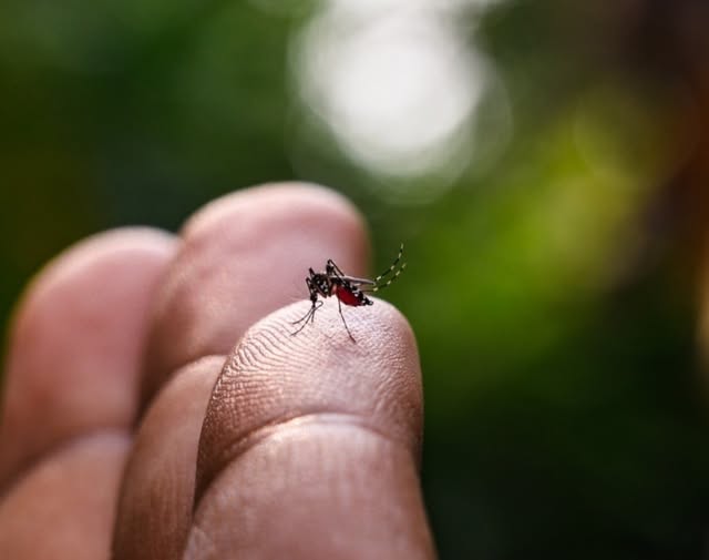 Lumezzane (Brescia), disinfestazione a Piatucco per sospetto caso chikungunya interventi fino al 20 aprile
