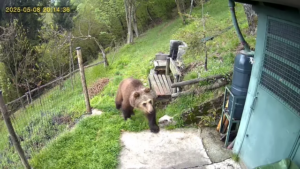 Lupi e orsi nel Bresciano, report 2025 presenza in aumento ma situazione sotto controllo