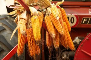 Mais Spinato di Gandino 59