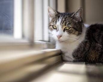 Microchip obbligatorio per cani e gatti il Parlamento europeo ha dato lok definitivo