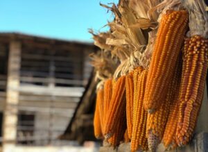 Pannocchie di Mais Spinato a Ca parecia