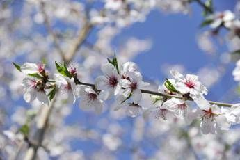Ribaltone meteo a Pasqua e Pasquetta arriva la primavera Ribaltone meteo a Pasqua e Pasquetta arriva la primavera