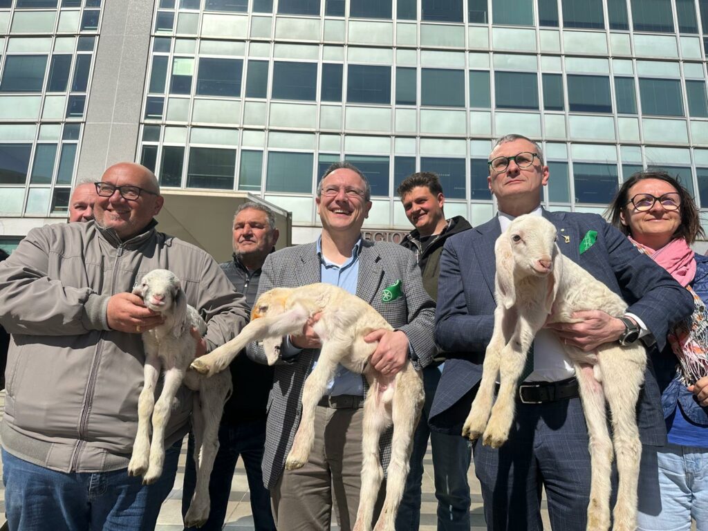 Spirano, torna la Festa della Pecora Gigante Bergamasca appuntamento l’11 e 12 aprile