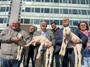 Spirano, torna la Festa della Pecora Gigante Bergamasca appuntamento l’11 e 12 aprile