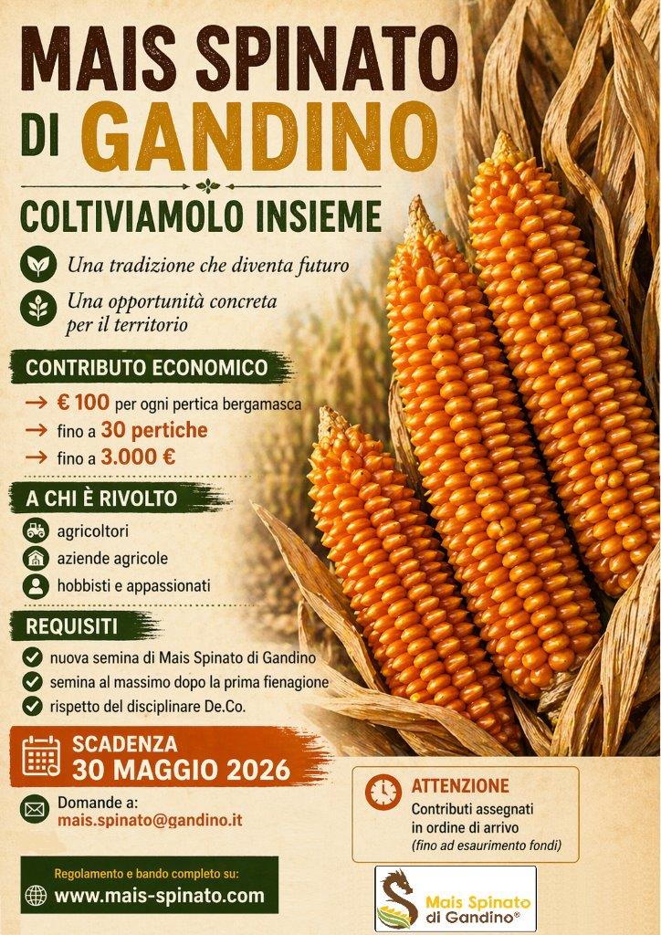 locandina torna il mais spinato def