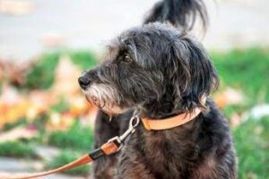 Avere un cane protegge il cuore e allunga la vita il maxi studio