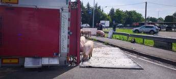 Camion si ribalta nel reggiano maiali in fuga sulla via Emilia Camion si ribalta nel reggiano maiali in fuga sulla via Emilia