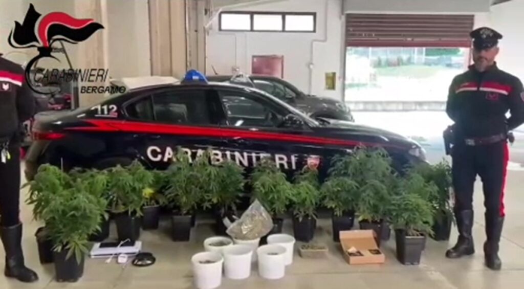 Carabinieri scoprono coltivazione indoor di marijuana a Gazzaniga arrestato un 43enne