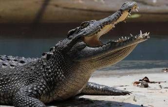 Pistoia ce un coccodrillo nel laghetto scattate le ricerche