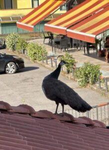 Pavone sul tetto di una casa a Costa Volpino l'appello dei residenti per ritrovare il proprietario