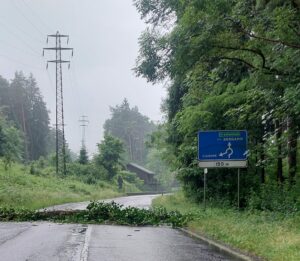 Pianta cade sulla strada tra Piario e l’ospedale, traffico bloccato