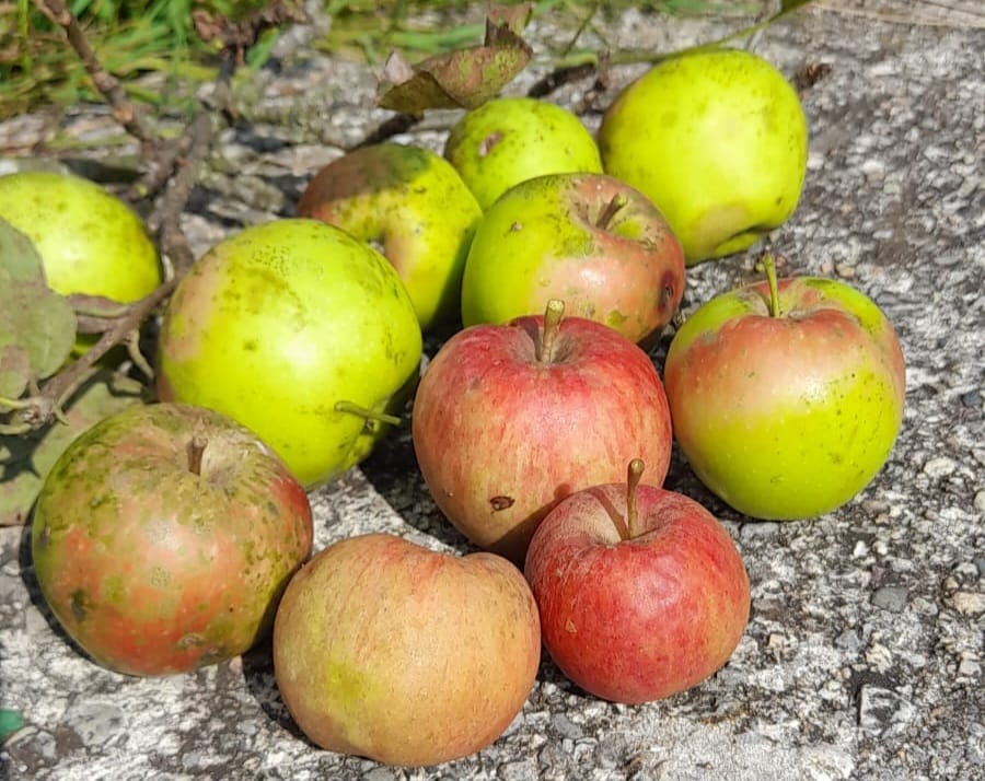 Alla ricerca delle mele antiche della Valle Brembana l’appello dell’AFAVB