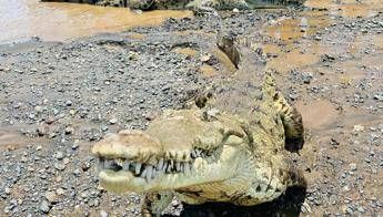 Brisbane 2032 ok al fiume dei coccodrilli gare di canottaggio si faranno sul Fitzroy Brisbane 2032 ok al fiume dei coccodrilli gare di canottaggio si faranno sul Fitzroy