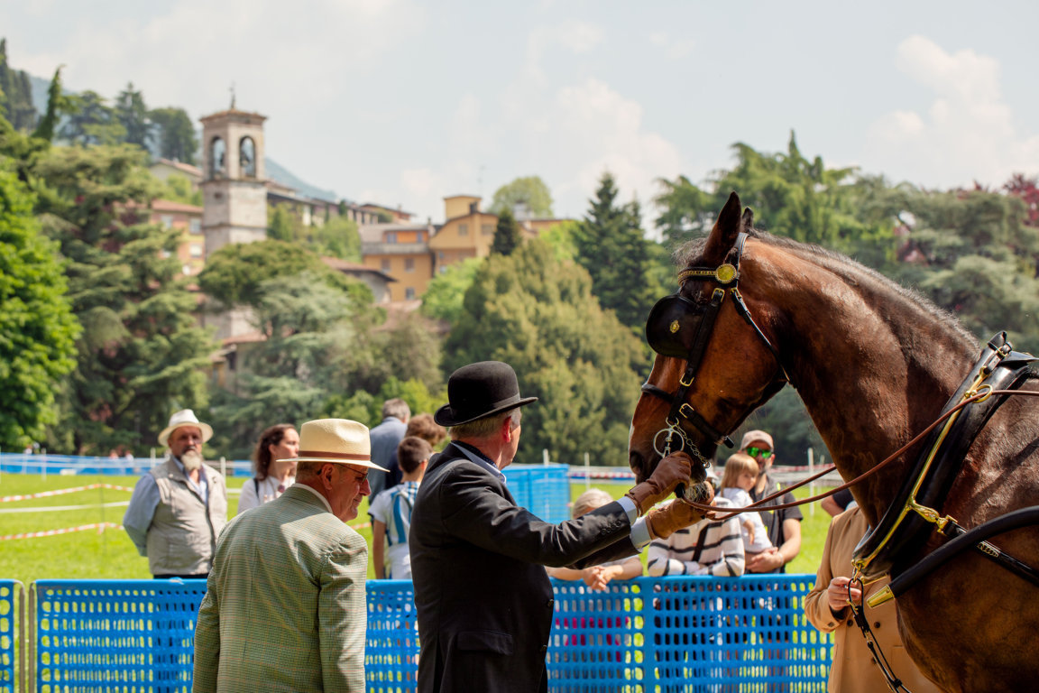 La Voce del Cavallo 12 10